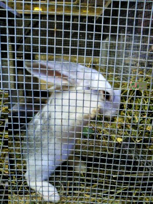 WP_002174re.jpg (171.63 KiB) Osservato 1306 volte WP_002174re.jpg