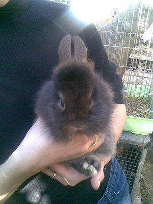 Questo è Pantofola, un maschietto, quando ancora era un cucciolo. E' figlio di Fiocco ma assomiglia alla mamma. / 07032009(011).JPG 07032009(011).JPG