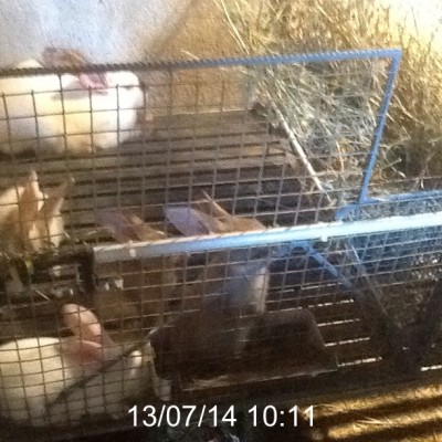 image.jpg (162.28 KiB) Osservato 973 volte image.jpg