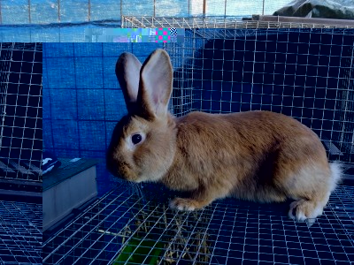 Napoleone2.jpg (358.2 KiB) Osservato 1447 volte Napoleone2.jpg