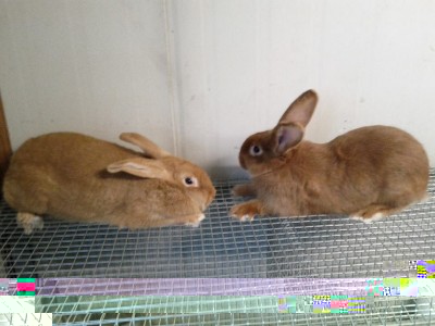 differenza (800x600).jpg (217.7 KiB) Osservato 1340 volte differenza (800x600).jpg