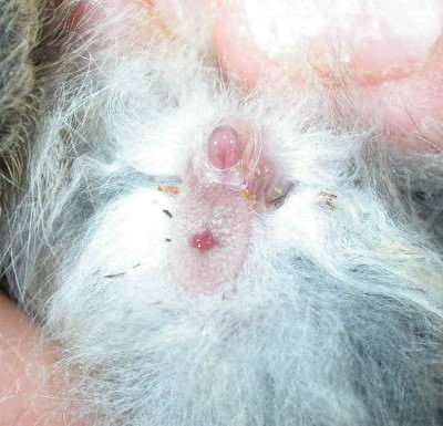 AAEconiglio03.jpg (41.85 KiB) Osservato 2003 volte AAEconiglio03.jpg