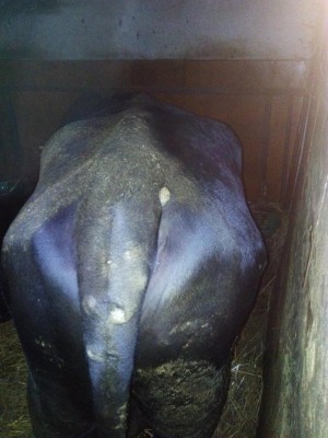 IMG_20160921_193042.jpg (100.26 KiB) Osservato 2564 volte IMG_20160921_193042.jpg