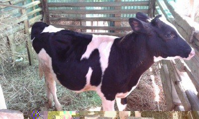 13874847_1641860829463789_27292140_n.jpg (114.67 KiB) Osservato 1940 volte 13874847_1641860829463789_27292140_n.jpg