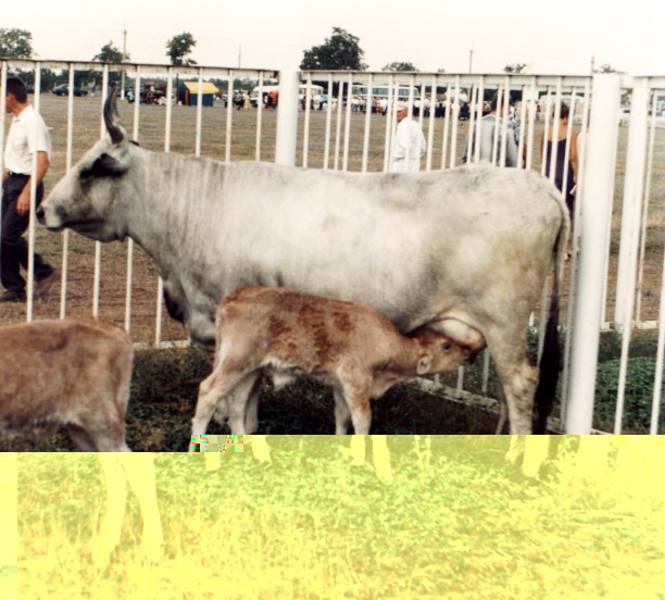 Bovino di razza Grigia Ukraina / Ukrainian Grey.jpg Ukrainian Grey.jpg