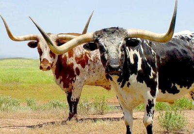 p10680-Fort_Worth-two_longhorn_cattle.jpg