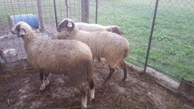 15399655456406434053119087870520.jpg (134.12 KiB) Osservato 2071 volte 15399655456406434053119087870520.jpg