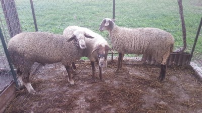 15399655983538330093153192009400.jpg (135.58 KiB) Osservato 2071 volte 15399655983538330093153192009400.jpg