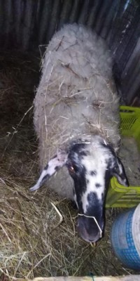 IMG_20210419_093934.jpg (71.72 KiB) Osservato 2201 volte IMG_20210419_093934.jpg