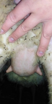 IMG_20220211_092721.jpg (38.91 KiB) Osservato 2037 volte IMG_20220211_092721.jpg