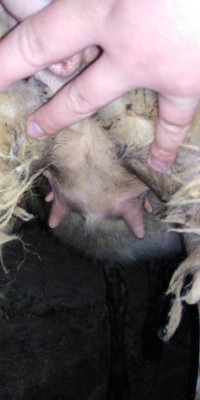 IMG_20220207_140013.jpg (44.72 KiB) Osservato 2036 volte IMG_20220207_140013.jpg