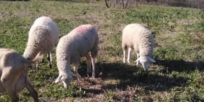 IMG_20220210_144736.jpg (125.58 KiB) Osservato 2035 volte IMG_20220210_144736.jpg