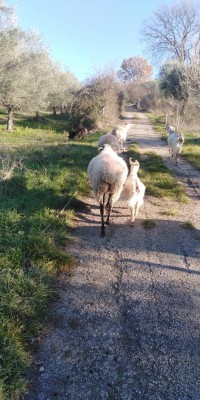 IMG_20220211_154514.jpg (134.21 KiB) Osservato 2020 volte IMG_20220211_154514.jpg