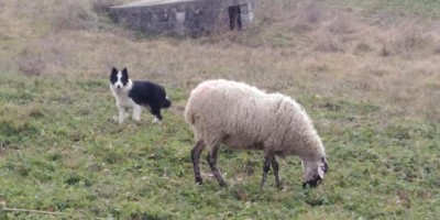 IMG_20220212_133214.jpg (75.26 KiB) Osservato 2014 volte IMG_20220212_133214.jpg