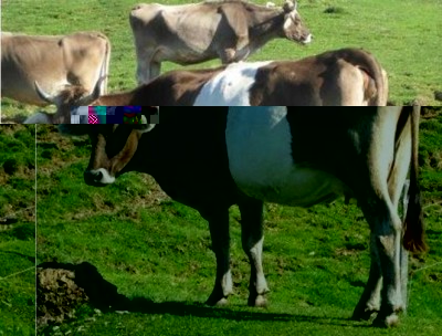 10967079_342954479243935_1198759873_n.jpg (56.25 KiB) Osservato 1122 volte 10967079_342954479243935_1198759873_n.jpg