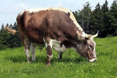 10984836_342954499243933_415595222_n.jpg (49.9 KiB) Osservato 1122 volte 10984836_342954499243933_415595222_n.jpg