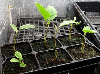 Innesto Melanzana su Chrysotricum.jpg