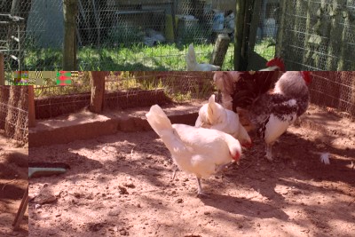 galline 006_800x533.jpg