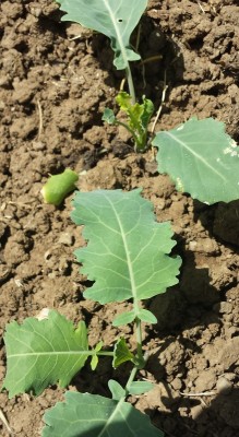 Brassica oleracea.jpg