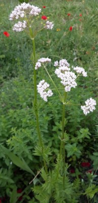 20150522_175142.jpg