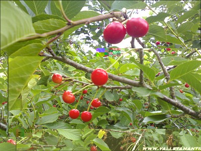 amarene-pianta.jpg