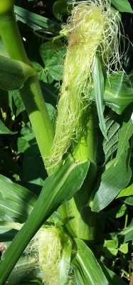 20150618_103824.jpg