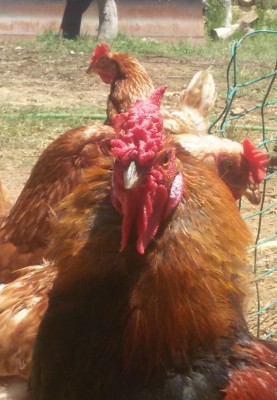 gallo 2.jpg