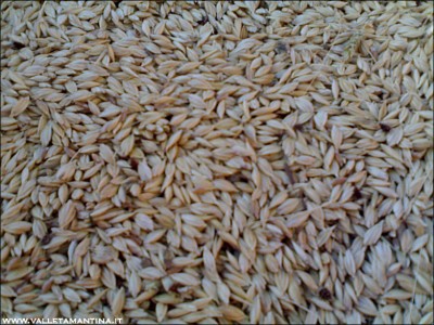 06072015farro.jpg