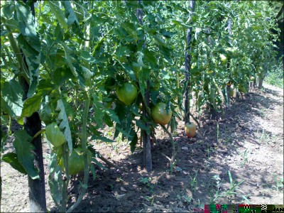 09072015pomodori2.jpg