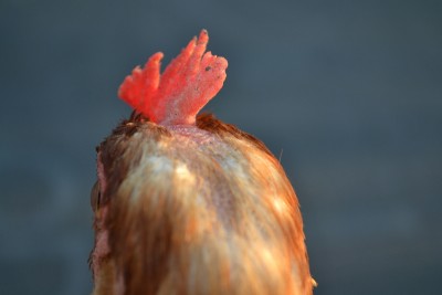 gallina cresta.JPG