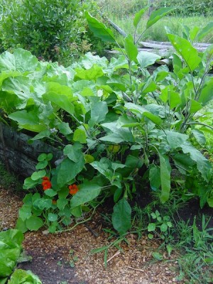 melanzane.JPG