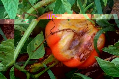 pomodori malati 2.jpg