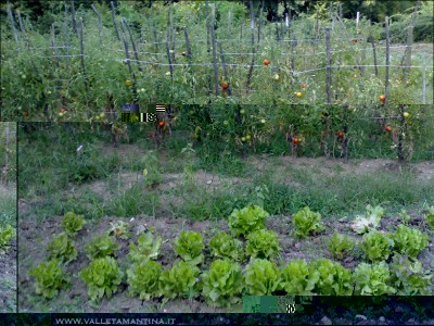 31082015canasta-pomodori.jpg