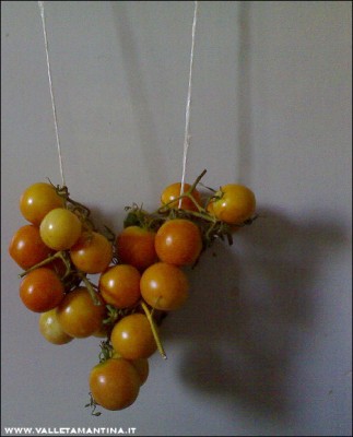 21082015pendolo-pomodori-gialli.jpg