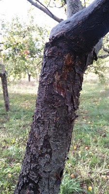 2015-10-07 17.13.37.jpg