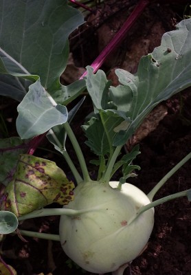 236 Brassica oleracea gongylodes.jpg