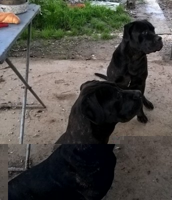 Simba e Naima 2.jpg