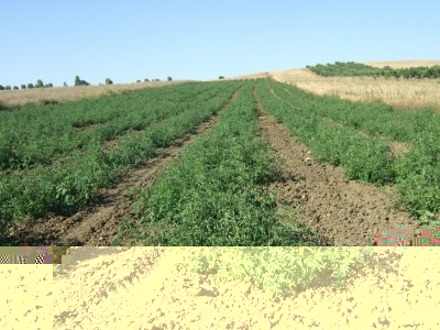 campo di pomodoro.jpg