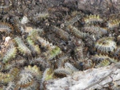 processionaria 2.jpg