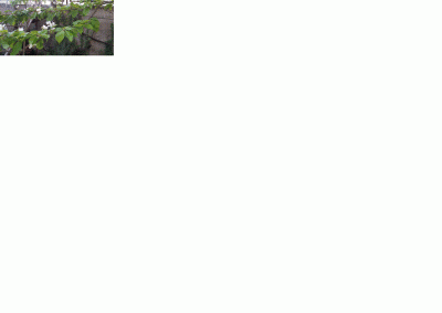 Immaginea1.gif
