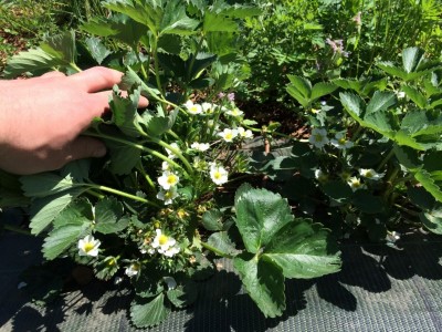 fiori fragole 003 [800x600].jpg