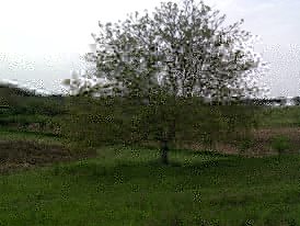 12994414_10209046296625214_7263937488297507288_n (1).jpg