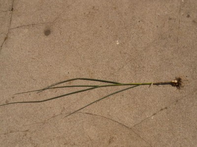 DSCN0786.JPG