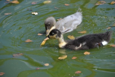 DSC_0133.JPG