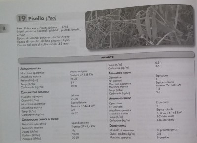 pisello1.jpg