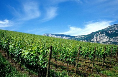 vigneto_imagefullwide.jpg