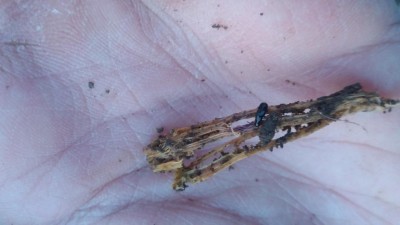 20160623_052949.jpg
