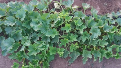 20160623_053728.jpg