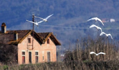 Garzette in volo ai margini del Padule (foto Alessio Bartolini).jpg