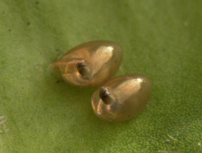CIMICE_DEL_NOCCIOLO_03.jpg